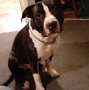 Meet your Posher, Tim